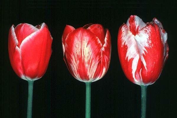 Tulip breaking virus Tulip Breaking Virus Garden How