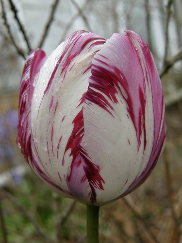 Tulip breaking virus Chillout Kuwait Tulip breaking virus