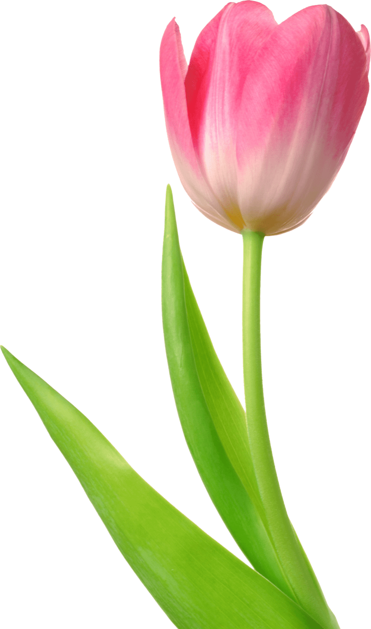 Tulip Tulip PNG images free download