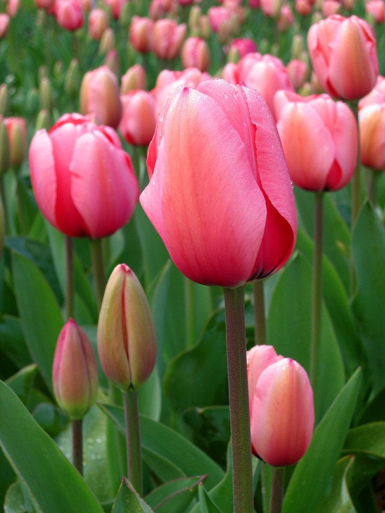 Tulip httpsuploadwikimediaorgwikipediacommons44