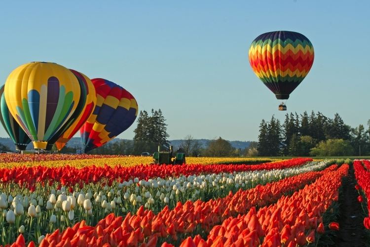 Tulip festival 1000 images about Tulip Festival on Pinterest Fields Mars and Oregon