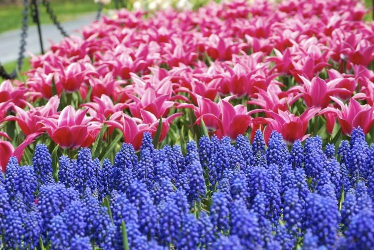 Tulip Festival (Albany, New York) httpsuploadwikimediaorgwikipediacommons77