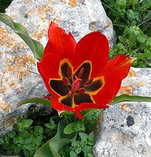 Tulipa agenensis httpsuploadwikimediaorgwikipediacommonsthu