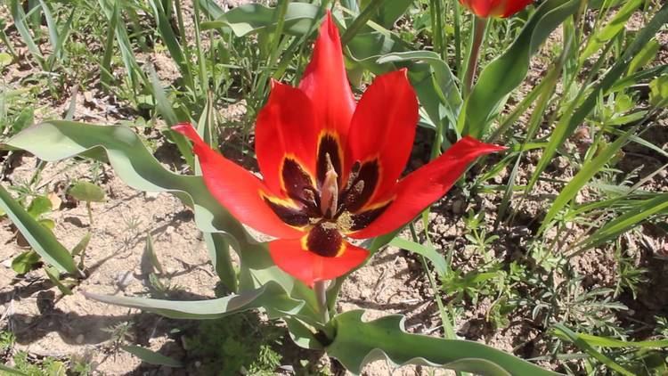 Tulipa agenensis Tulipa agenensis Cyprus Cyprus Red Data Book YouTube