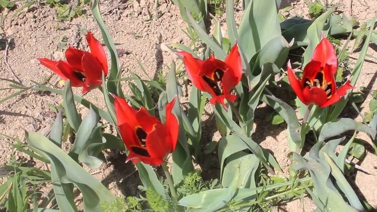 Tulipa agenensis Tulipa agenensis Cyprus Cyprus Red Data Book YouTube