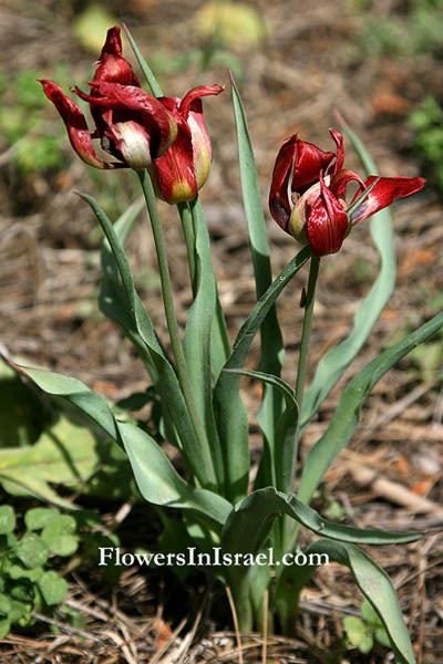Tulipa agenensis Tulipa agenensis