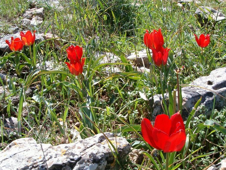 Tulipa agenensis FileTulipa agenensis 1jpg Wikimedia Commons