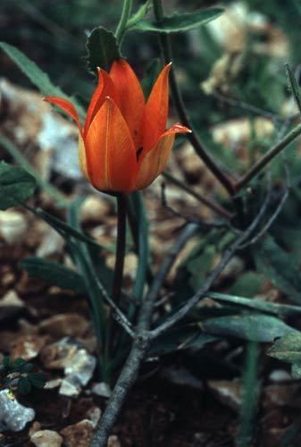 Tulipa armena Liliaceae