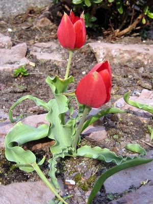 Tulipa armena CAUDICIFORM Tulipa armena