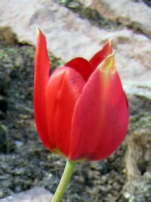 Tulipa armena CAUDICIFORM Tulipa armena