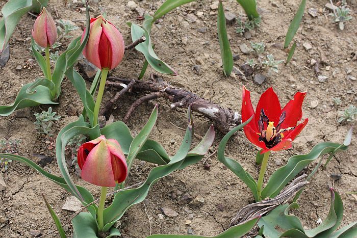 Tulipa armena Late crocuses from Turkey