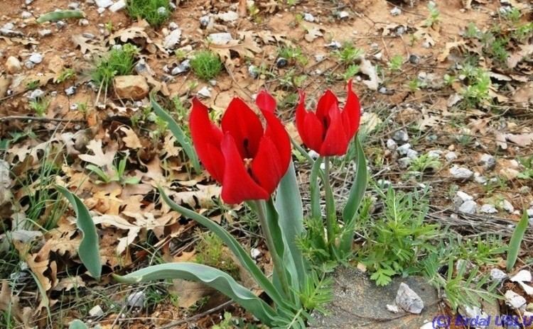 Tulipa armena 1bpblogspotcomc3j2RlzfhzMULKUpngoOhIAAAAAAA