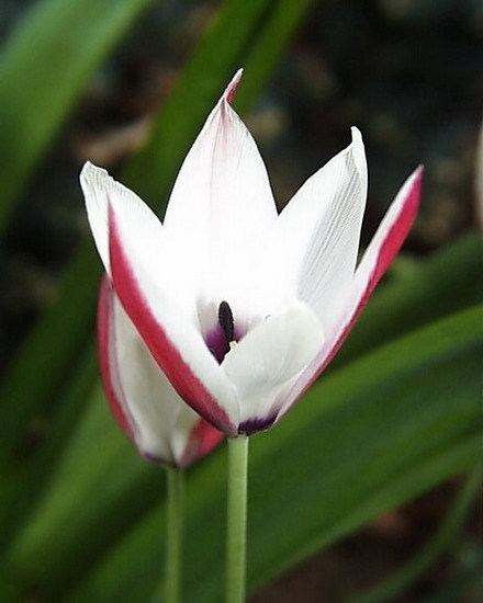 Tulipa clusiana wwwpacificbulbsocietyorgpbswikifilesTulipaTu
