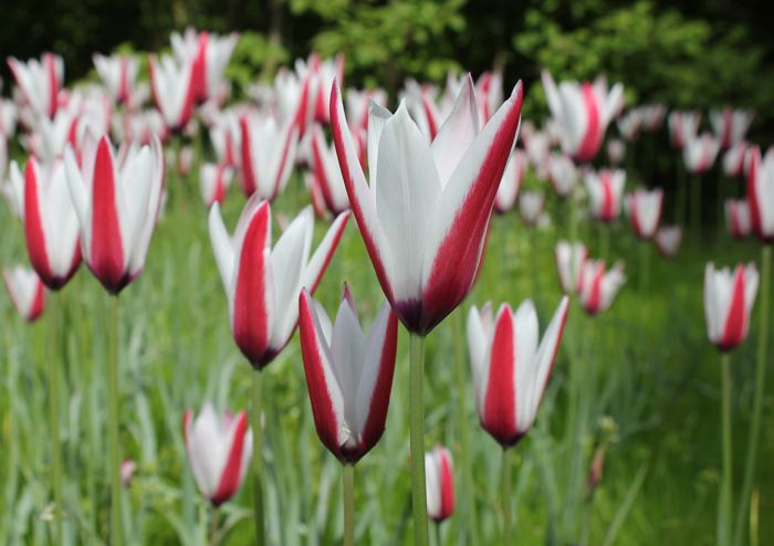 Tulipa clusiana Tulipa clusiana Quality Flower Bulbs YouTulipcouk