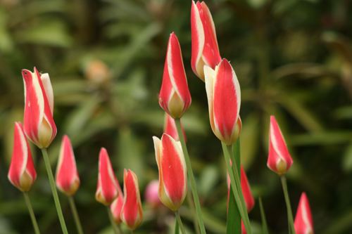 Tulipa clusiana View Plant Great Plant Picks
