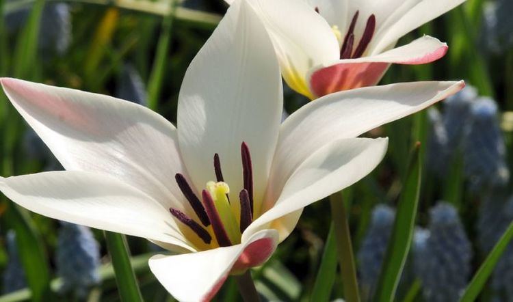 Tulipa clusiana clusiana Tulipa stellate