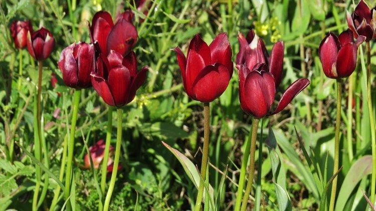 Tulipa cypria Tulipa cypria Cyprus tulip Endemic