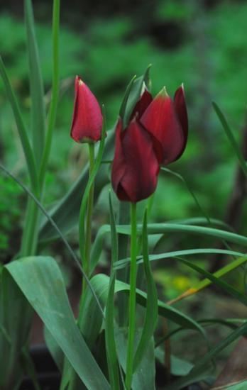 Tulipa cypria Pacific Bulb Society Tulipa Species One