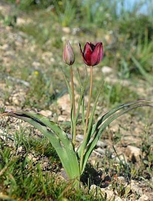Tulipa cypria Tulipa cypria Flora of Cyprus a dynamic checklist