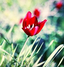 Tulipa cypria httpsuploadwikimediaorgwikipediacommonsthu
