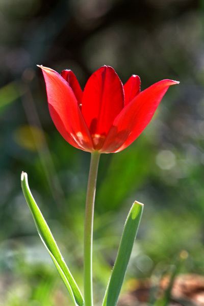 Tulipa cypria TrekNature Tulipa cypria Photo