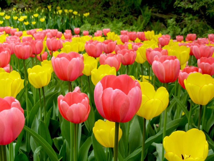 A bunch of Tulipa gesneriana, or garden tulips, blooming in pink and yellow in the light.
