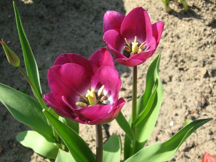 Tulipa gesneriana, or garden tulips, blooming pink in the soil.
