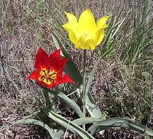 A red and yellow Tulipa gesneriana blooms under the sun