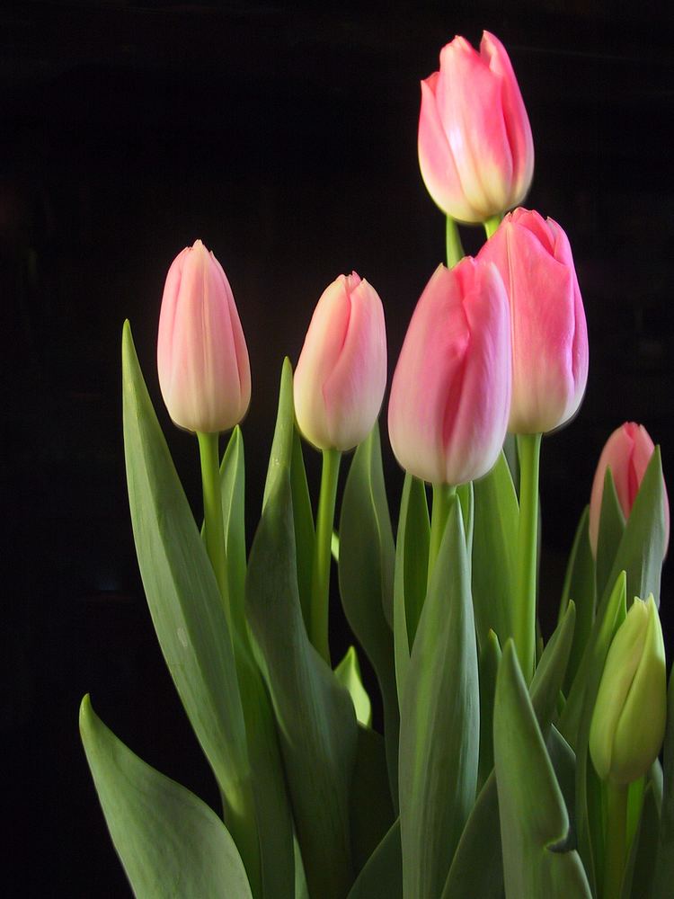 A bouquet of Pink Tulipa gesneriana with a black background