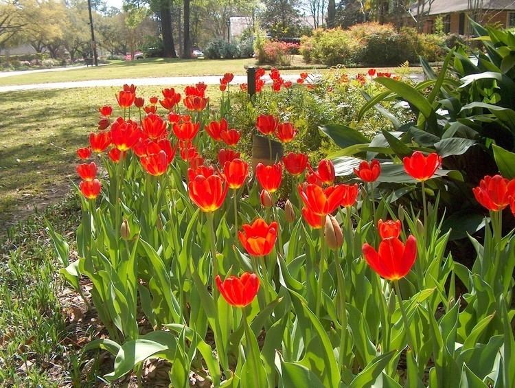 A group of Red Tulipa gesneriana blooms in the sun, surrounded by grass.