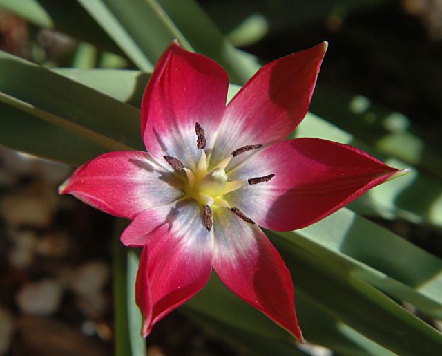 Tulipa humilis wwwpacificbulbsocietyorgpbswikifilesTulipaTu