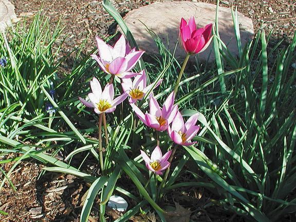 Tulipa humilis Pacific Bulb Society Tulipa Species Two