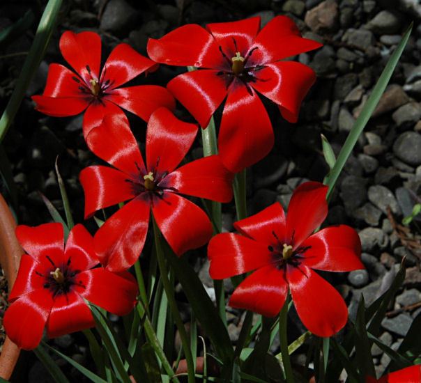 Tulipa linifolia Pacific Bulb Society Tulipa Species Three