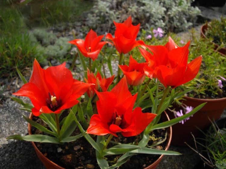 Tulipa linifolia FileTulipa linifolia 3JPG Wikimedia Commons