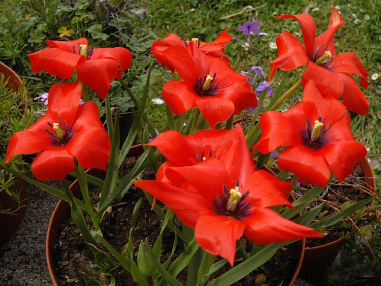 Tulipa linifolia Tulipa linifolia Wikipedia
