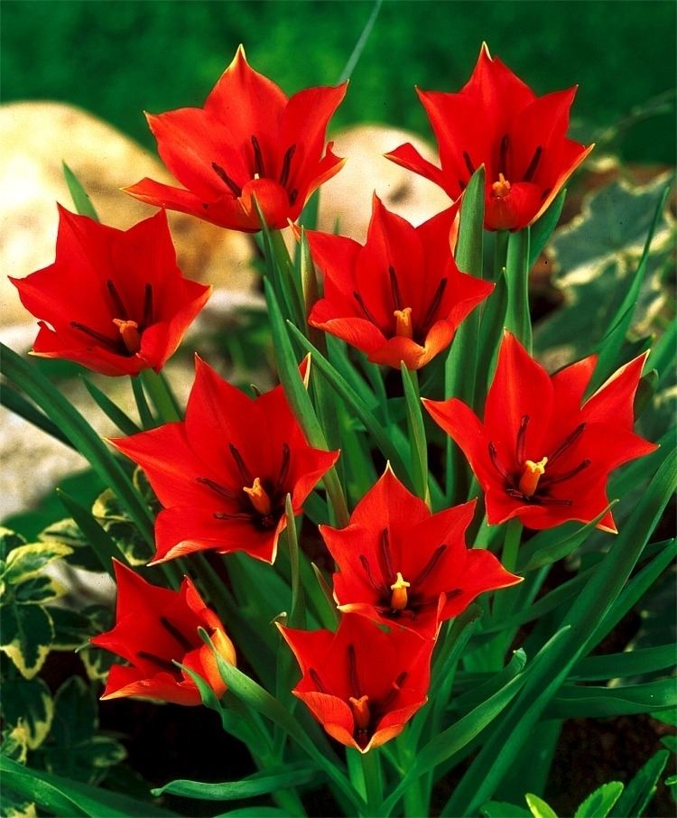 Tulipa linifolia Tulipa linifolia Species Tulips Tulips Flower Bulb Index