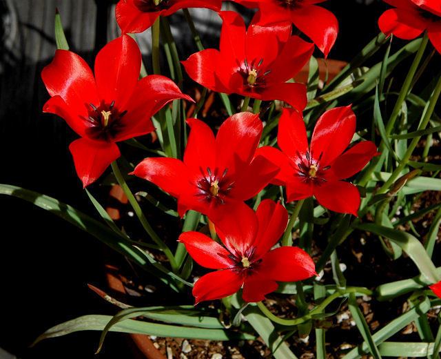 Tulipa linifolia wwwpacificbulbsocietyorgpbswikifilesTulipaTu