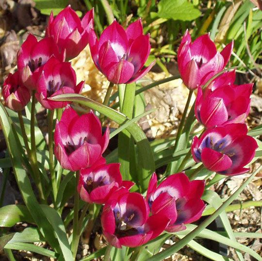 Tulipa pulchella Pacific Bulb Society Tulipa Species Three