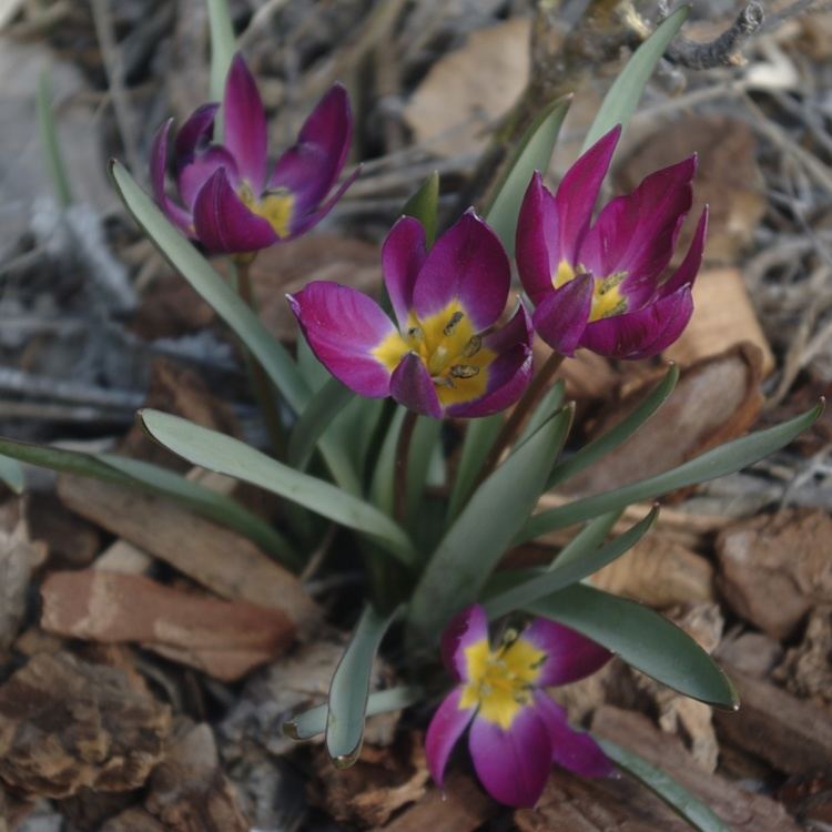 Tulipa pulchella Tulipa pulchella Wikipedia