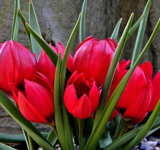 Tulipa pulchella TULIPA PULCHELLA LILLIPUT 5CM Jan Langedijk Flower Bulbs