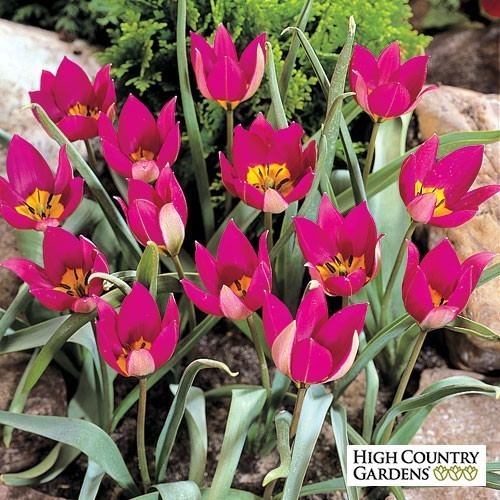 Tulipa pulchella mediahighcountrygardenscommediacatalogproduct