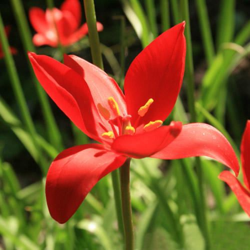 Tulipa sprengeri TULIPA SPRENGERI SEEDS