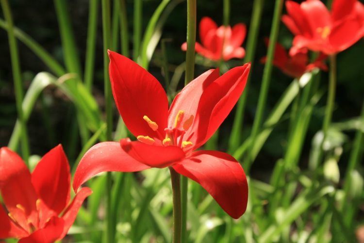 Tulipa sprengeri Tulipa sprengeri Wikipedia