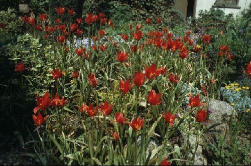 Tulipa sprengeri Tulipa sprengeri Plant Portraits Alpine Garden Society