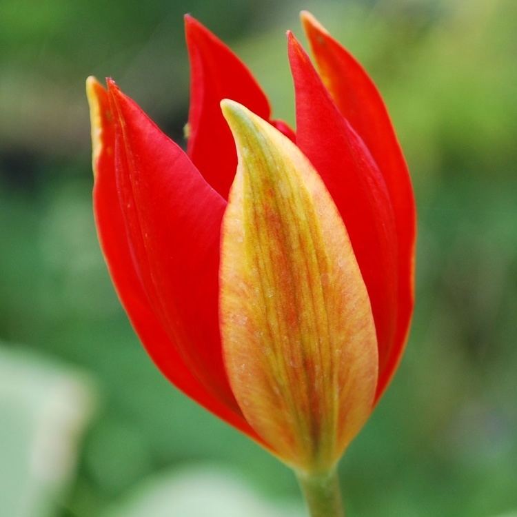 Tulipa sprengeri Tulipa sprengeri Rose Cottage Plants