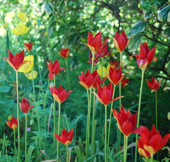 Tulipa sprengeri Tulipa sprengeri Sprenger Tulip