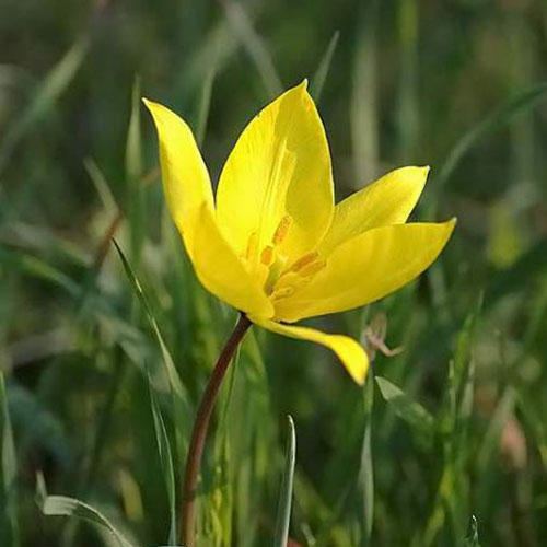 Tulipa sylvestris TULIPA SYLVESTRIS SEEDS Florentine Tulip Wild Tulip woodland tulip