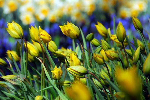 Tulipa sylvestris Buy miscellaneous group tulip bulbs Tulipa sylvestris Delivery by