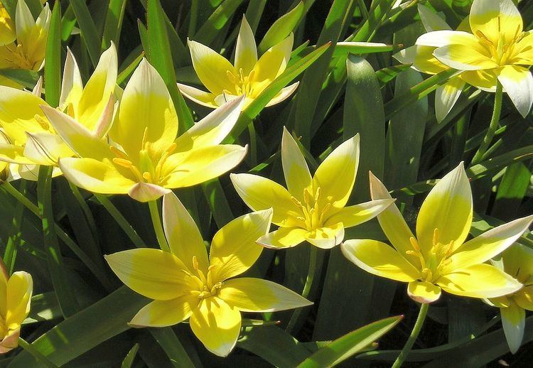 Tulipa tarda Tulipa tarda Wikipedia