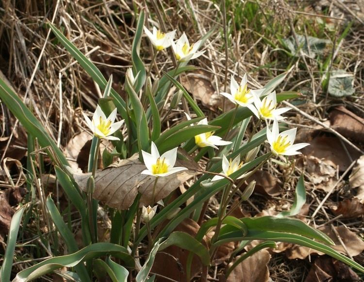 Tulipa turkestanica Tulipa turkestanica Wikipedia